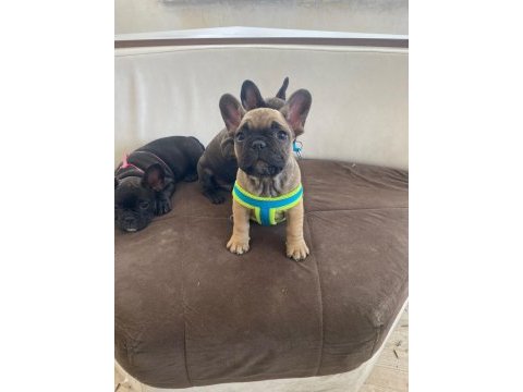 Güzeller güzeli french bulldog yavrularımız