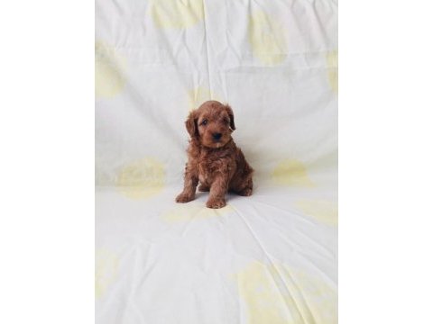 Maltipoo yavrularım orijinal ev doğumlu