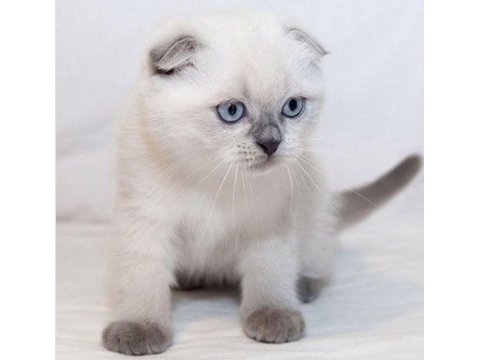 Mırmır delisi şeker gibi scottish fold yavrusu
