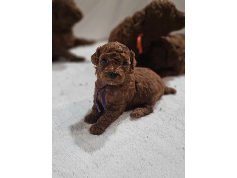Minik toy poodle yavrularımız