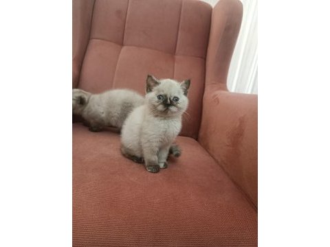 British shorthair blue point yavrular