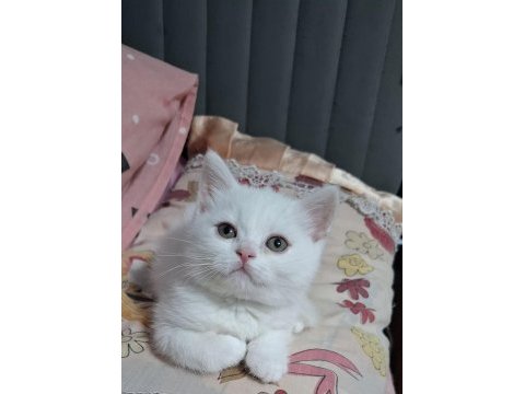 Yeni yuvasına hazır british shorthair