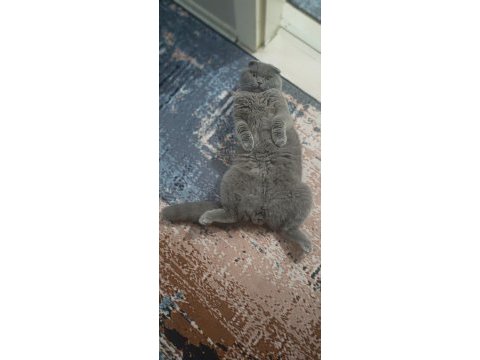 Tam bir deli scottish fold