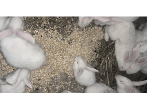 Yetişkin ve yavru yeni zelanda tavşanı