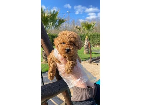 Poodle çiftliğinden mükemmel poodle yavrularımız 
