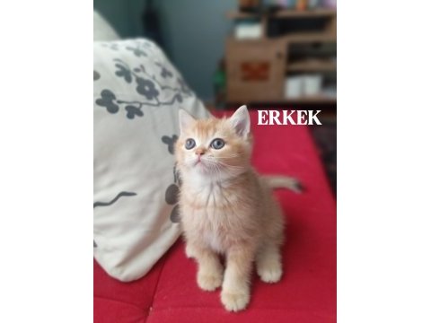 British shorthair kediler