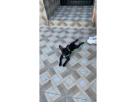 3,5 aylık french bulldog oğlumuzu sahiplendiriyoruz