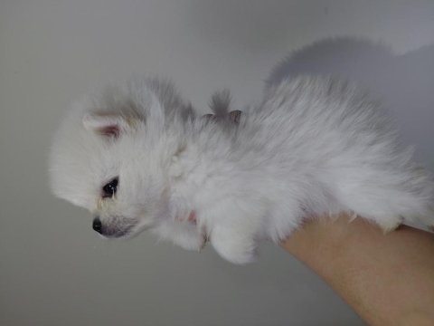 Pomeranian süt beyaz
