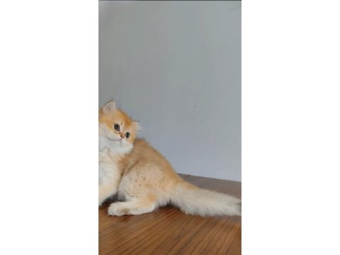 British longhair yavrularımız yeni yuvalarını arıyor