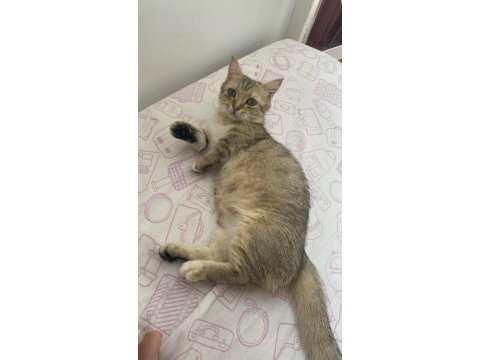 Yuvasını arayan güzellik british shorthair