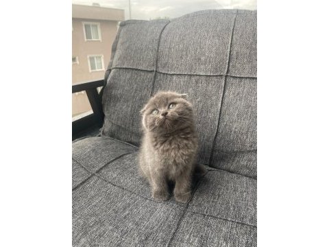 Ayı surat dişi scottish fold