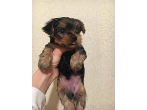 Mini yorkshire terrier yavruları