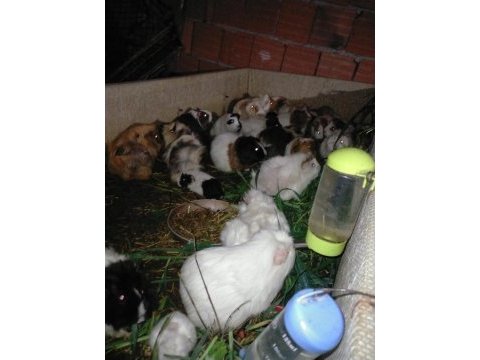 Büyük ve yavru guinea pig