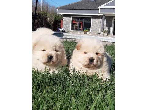 Ruhsatli çiflikten özel chow chow yavruları istanbul