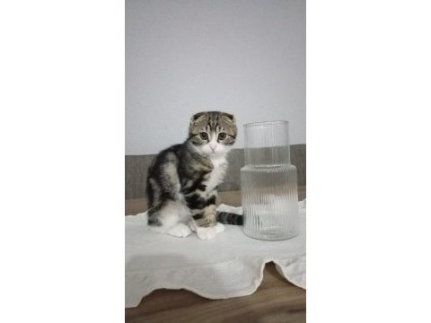 6 aylık kırık kulak scottish fold
