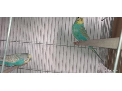 Hazır çift çek jumbo ve show muhabbet kuşları