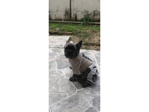 Ocak 10 doğumlu 2 karma yapıldı french bulldog