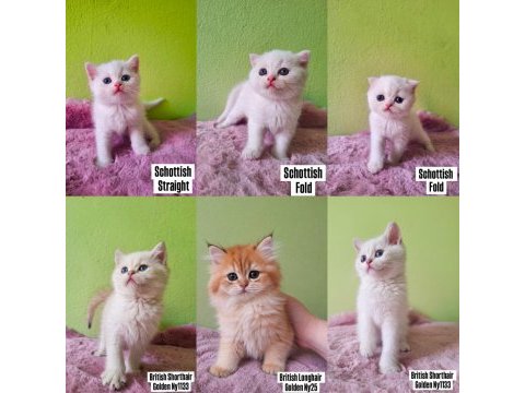 Scottish british bebekler