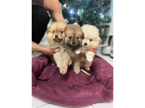 Pomeranian bebelerimiz
