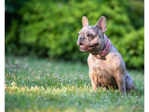 Takip şartıyla ücretsiz sahiplendirme french bulldog