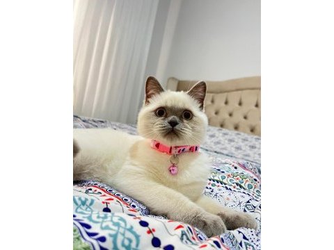 Aşıları tam british shorthair