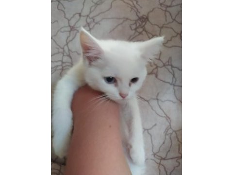 Yavru british shorthair kedilerimiz sahiplendirilecektir