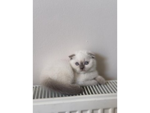 Scottish shorthair blue point yavru