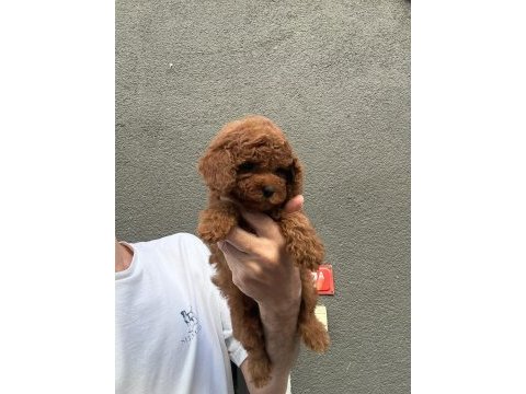 Sağlık ve ırk garantili toy poodle