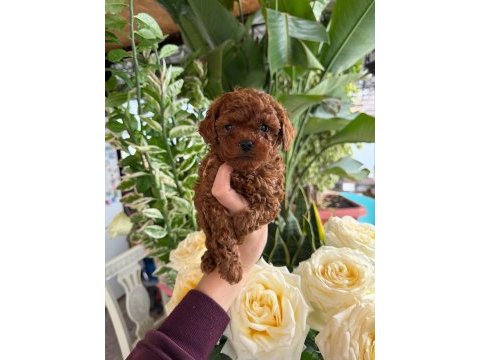 Toy poodle kore bebeklerimiz