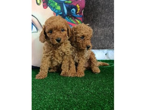 Toy poodle yavrularımız