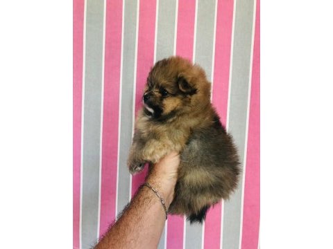 Ayı surat pomeranian bebekler veteriner kontrolünde teslim