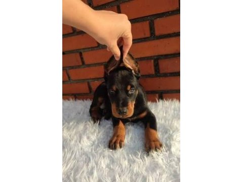 Asosyalseniz dobermana ihtiyacınız var