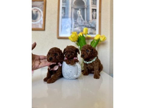Toy poodle safkan yavrular