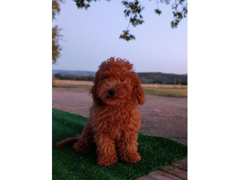 Toy poodle 3 aylık