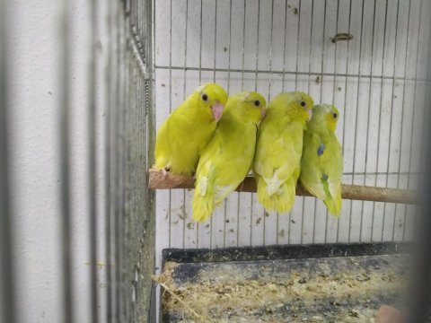 Amerikan sarı forpus papağanı yavrular