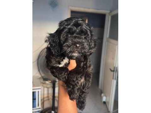 Maltipoo yavru