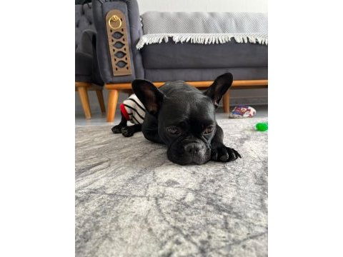 French bulldog 2 yaşında