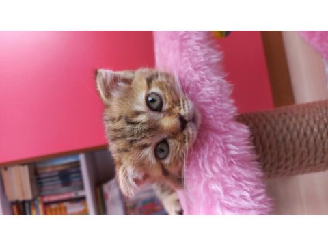 Scottish fold golden tabby