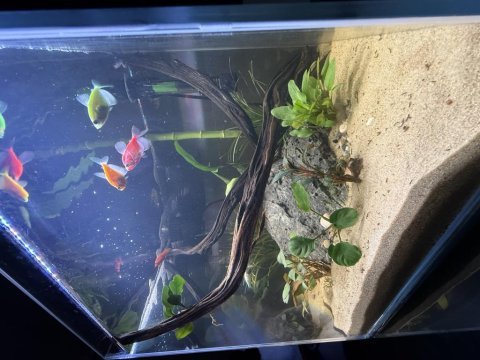 35*35*35 nano akvaryum ultra clear cam özel