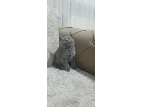 British shorthair yavrular