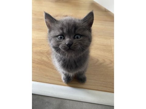 British shorthair kediler enerjilerine yetişemiyoruz
