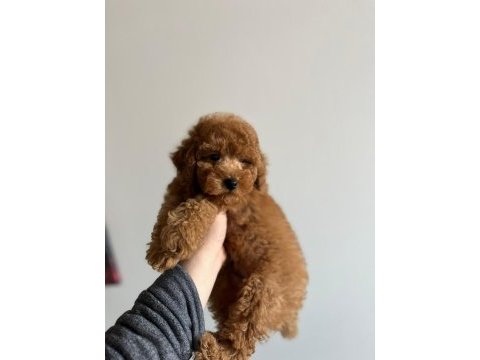 Toy garantili orjinal erkek toy poodle yavrumuz