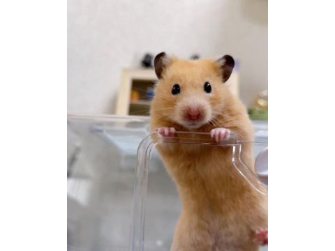 Hamster-gonzales yavrularımız heryere gönderim