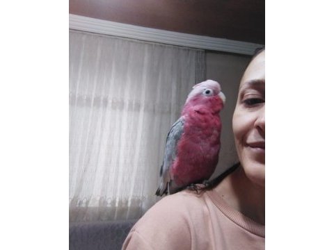 Gül kakadu