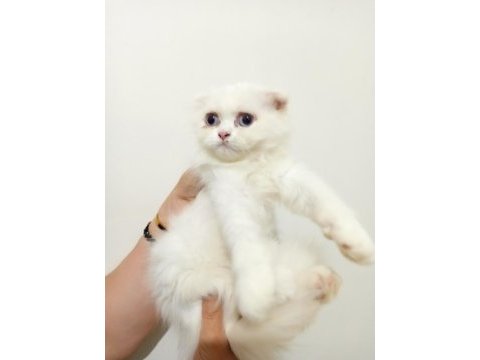 Scottish fold