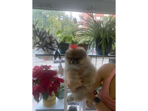 3 aylık yavru pomeranian boo