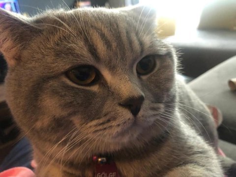 16 aylık british shorthair