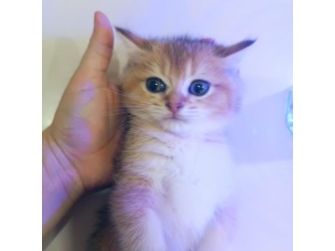 British golden erkek