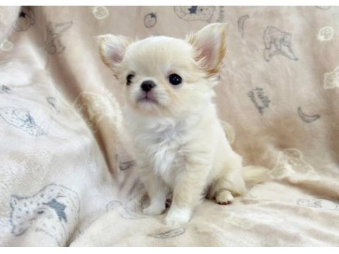 Irkının en iyi köpeğine sahip olmak isteyenler için