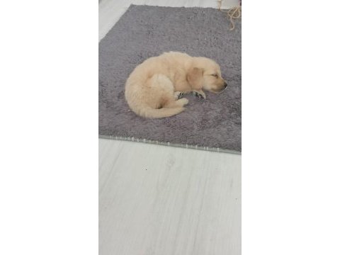Golden retriever dişi yavru